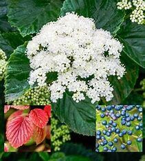 Viburnum Autumn Jazz #5