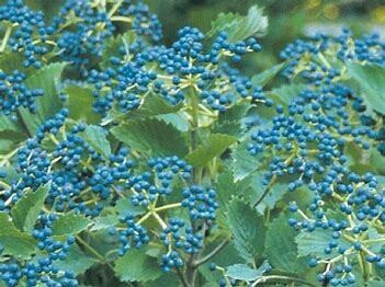 Viburnum Blue Muffin #5