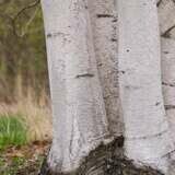Birch Whitespire (3 clump) #10