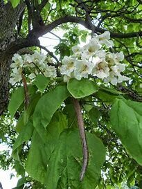 Catalpa  #10