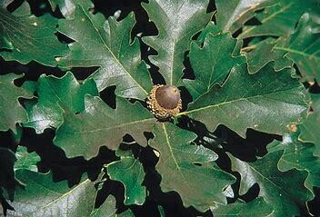 Oak Bur #7