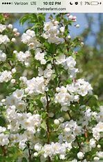 Crabapple Sarah #10