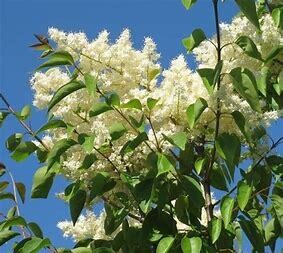 Lilac Japanese Tree Summer Charm #10