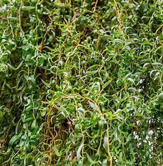 Willow Corkscrew #10