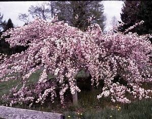 Crabapple Louisa #10