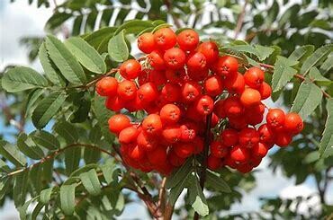 Mountain Ash Cardinal Royal #10