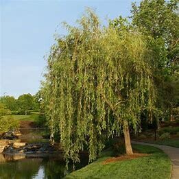 Willow Prairie Cascade #10
