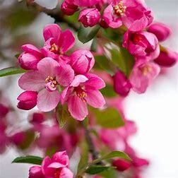 Crabapple Indian Summer #10