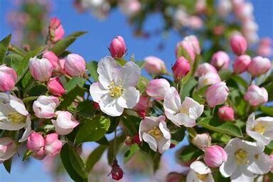 Crabapple Sugar Tyme #10