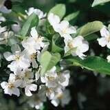 Crabapple Firebird #10