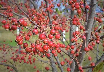 Crabapple Red Jewel #10