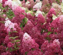 Hydrangea Tree, Berry White 3' #7
