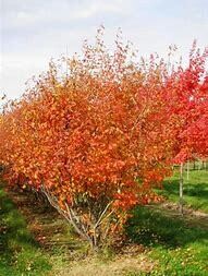 Serviceberry Autumn Brilliance #10