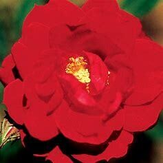 Rose Ramblin Red #3