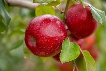 Apple Triumph 11/16"