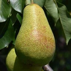 Pear Patten 11/16"
