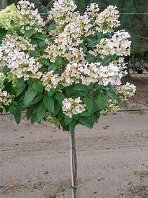 Hydrangea Tree Quick Fire  #7
