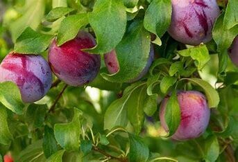 Plum Toka 11/16" STD