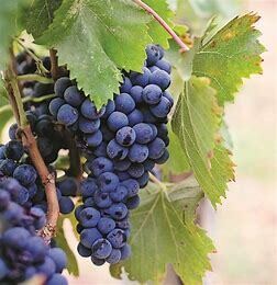 Grape Marquette