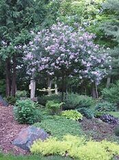 Lilac Dwarf Korean Tree #7