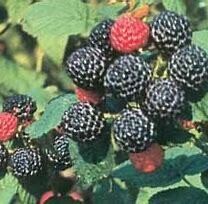 Raspberry Bristol Black #1