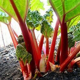 Rhubarb Canada Red 