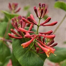 Vine Honeysuckle Dropmore Scarlet #2