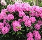 Rhododendron Haaga #2
