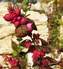 Coralberry Magic Berry #3