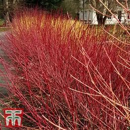 Dogwood Prairie Fire #3