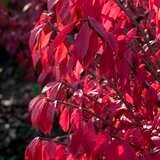 Burning Bush Dwarf #3