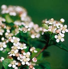Chokeberry Iroquois Beauty #3