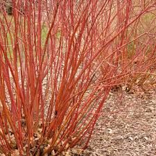 Dogwood Bailey's Red Twig #5