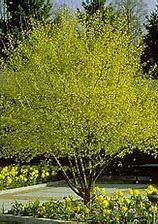Dogwood Pagoda Golden Glory 