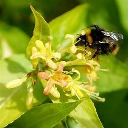Honeysuckle, Honeybee #3
