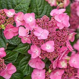 Hydrangea Pop Star #2 Bud & Bloom