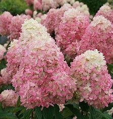 Hydrangea Limelight Prime #2