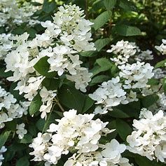 Hydrangea White Diamonds #3