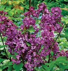 Lilac Pocahontas #3