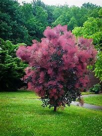 Smokebush Royal Purple #5