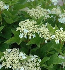 Viburnum Alfredo Compact Amer #5