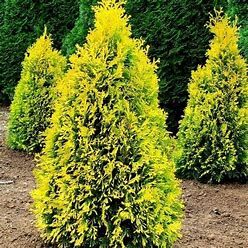 Arborvitae Amber Gold #5