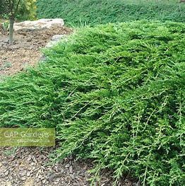Juniper Buffalo #3