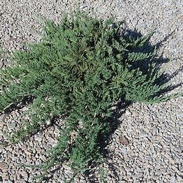 Juniper Wisconsin #3