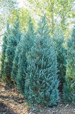 Juniper Moonglow #3