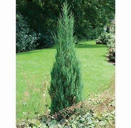 Juniper Skyrocket #5