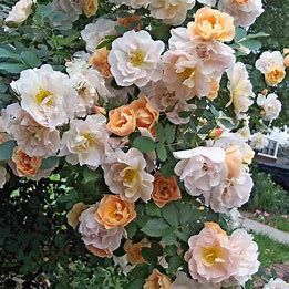 Rose Above & Beyond #2