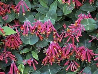 Vine Honeysuckle, Major Wheeler Vine Honeysuckle, Major Wheeler