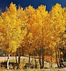 Aspen Quaking #10 Aspen Quaking #10