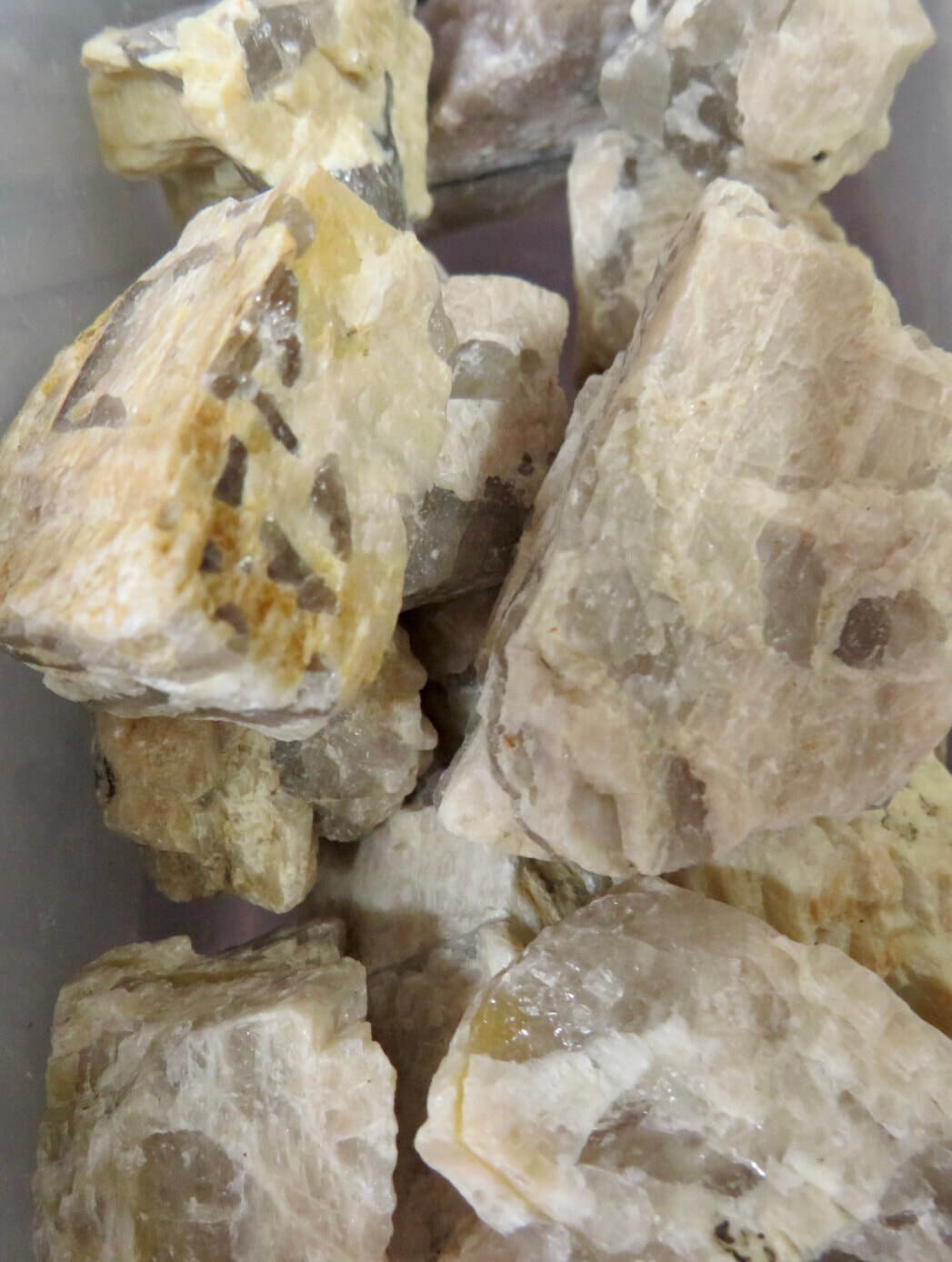 Zebra Jasper